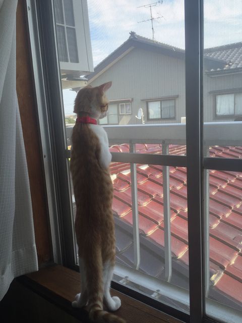 【チャコ】背じゃないよ 【チャコ】背じゃないよ