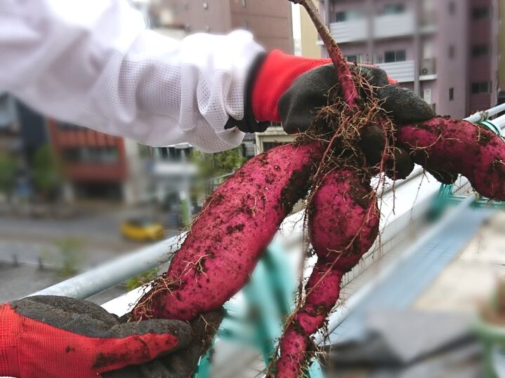 2021年9月14日 2021年9月14日