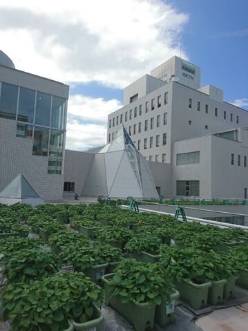 青池学園の生徒さんの苗植えの様子