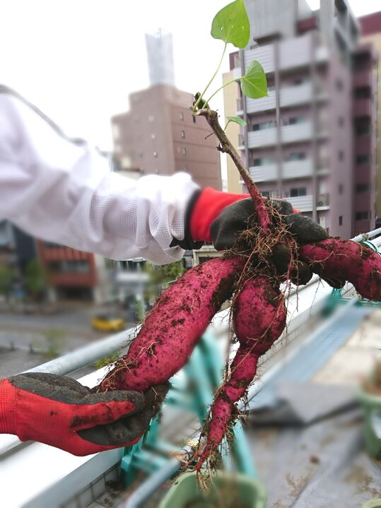 屋上サツマイモを使ったスイーツ