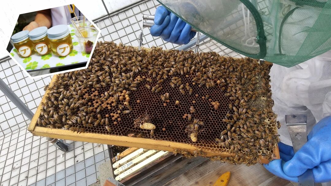 大手町農園 ~ミツバチプロジェクト~