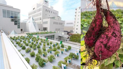 大手町農園 ~まちなか野菜~