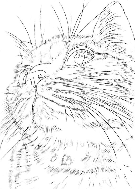 ぬりえコーナー「星」(猫)下絵