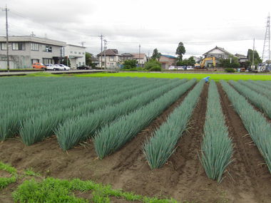 井城　敏子